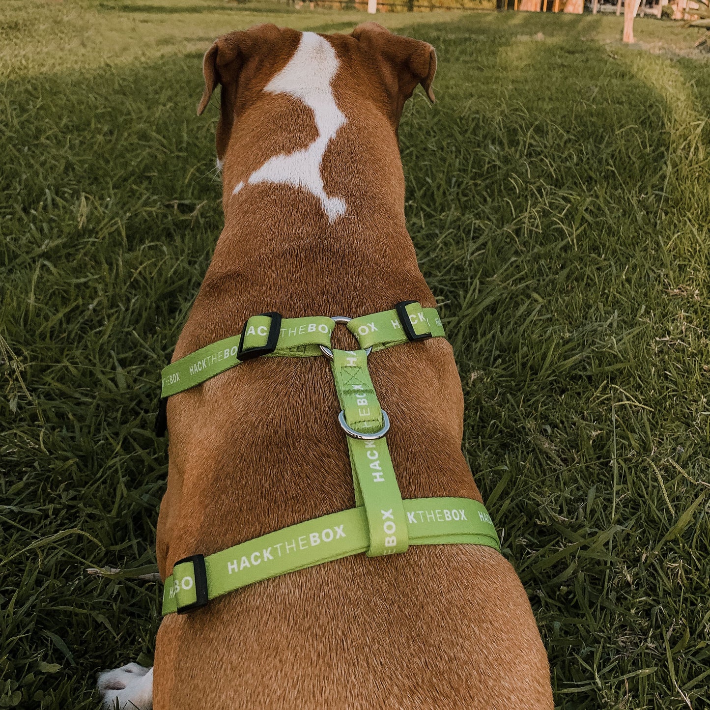 Hack The Box Dog Vest