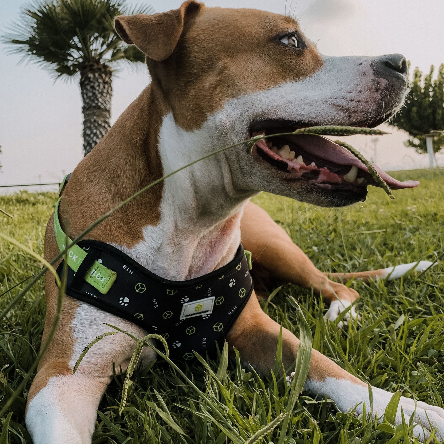 Hack The Box Dog Vest