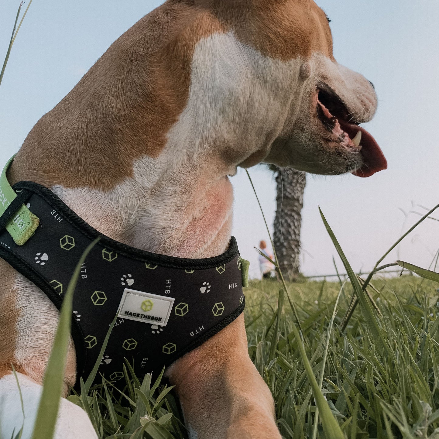 hack the box dog vest
